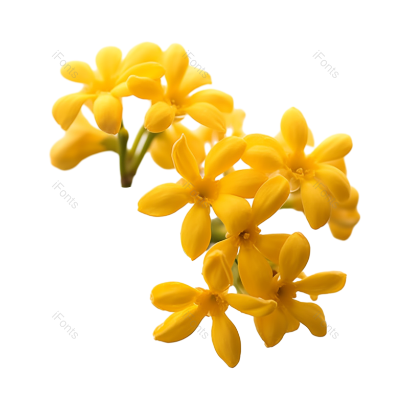 叶子图片,秋天元素,白色背景PNG,自然免抠素材